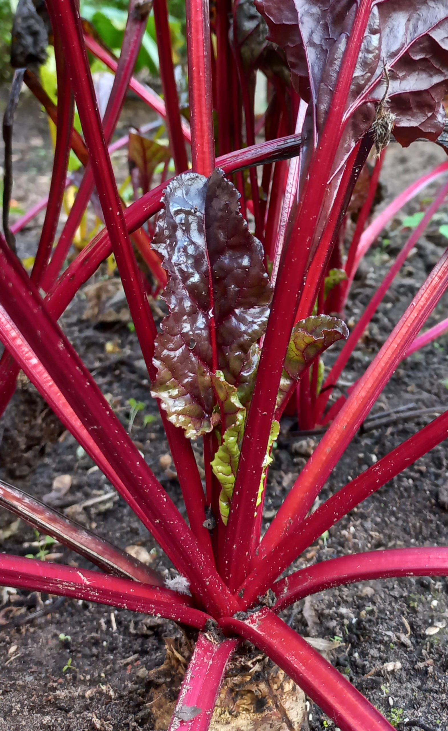 De snijbiet in onze tuin.