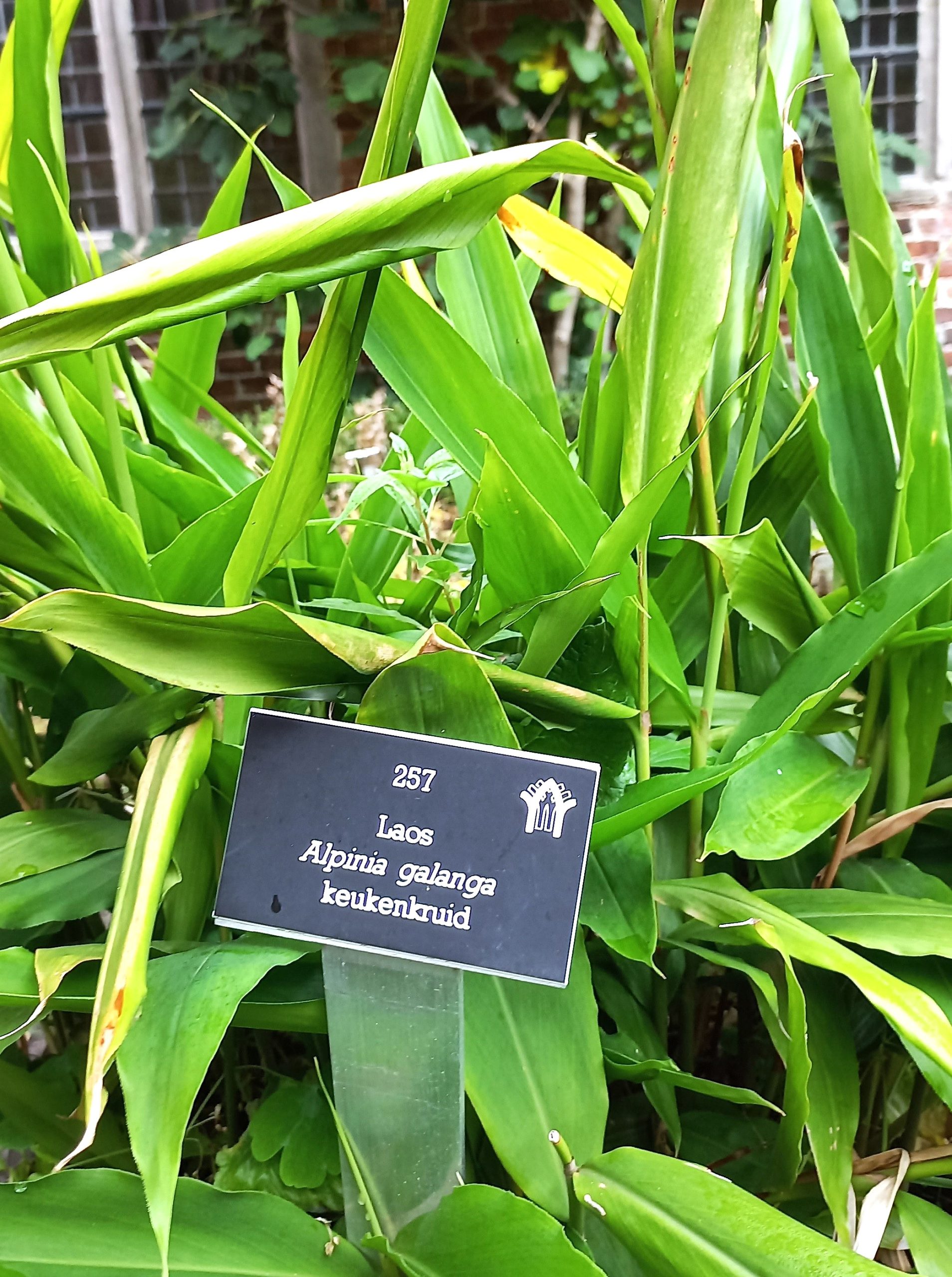 De Laos in onze tuin.