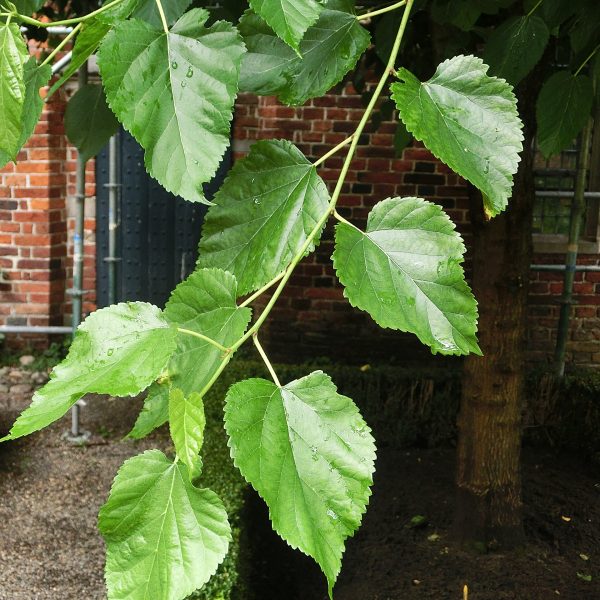 Zwarte moerbij