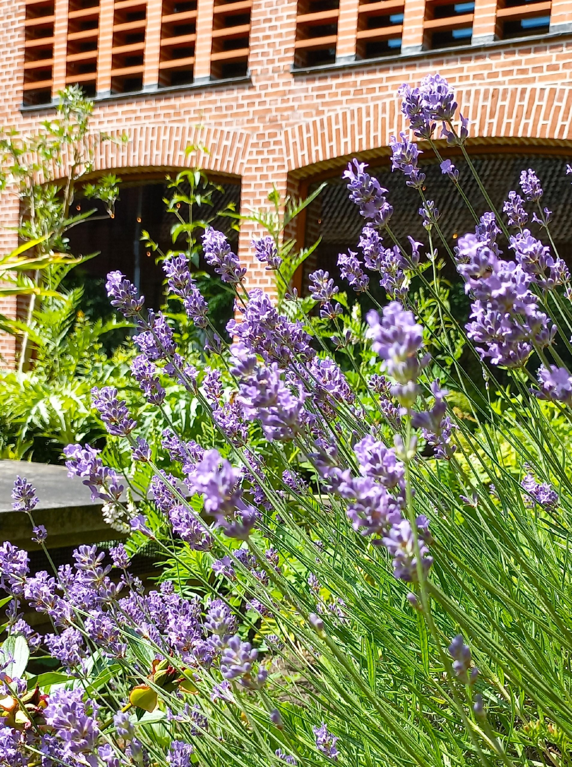 Lavendel